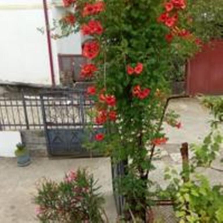 Guest House Quiet Home Batumi Esterno foto